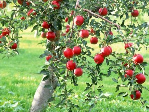 Dia da árvore: árvores frutíferas para ter em casa e os benefícios de seus frutos